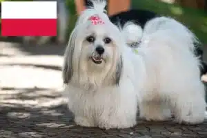 Lire la suite à propos de l’article Éleveurs de Lhassa Apso et chiots en Pologne