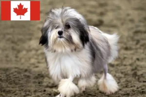 Lire la suite à propos de l’article Éleveurs de lionceaux et chiots au Canada