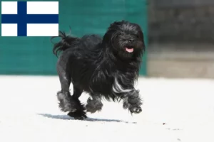 Lire la suite à propos de l’article Éleveurs de lionceaux et chiots en Finlande
