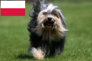 Lire la suite à propos de l’article Éleveurs de lionceaux et chiots en Pologne