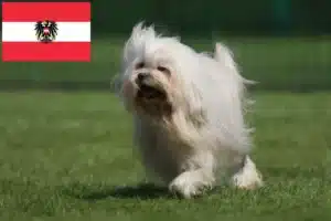 Lire la suite à propos de l’article Éleveurs de lionceaux et chiots en Autriche