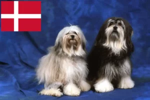 Lire la suite à propos de l’article Éleveurs de lionceaux et chiots au Danemark