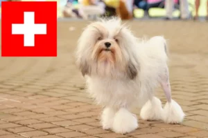Lire la suite à propos de l’article Éleveurs de lionceaux et chiots en Suisse