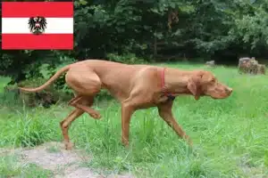 Lire la suite à propos de l’article Éleveurs de Magyar Vizsla et chiots en Autriche