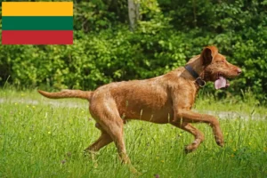 Lire la suite à propos de l’article Éleveurs de Magyar Vizsla et chiots en Lituanie