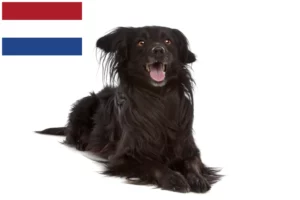 Lire la suite à propos de l’article Markiesje Éleveurs et chiots en Pays-Bas