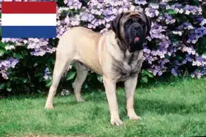 Lire la suite à propos de l’article Éleveurs de Mastiffs et chiots aux Pays-Bas