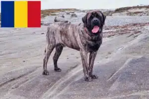 Lire la suite à propos de l’article Éleveurs de Mastiffs et chiots en Roumanie