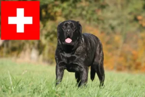 Lire la suite à propos de l’article Éleveurs de Mastiffs et chiots en Suisse