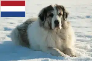 Lire la suite à propos de l’article Mastín del Pirineo Éleveurs et chiots aux Pays-Bas