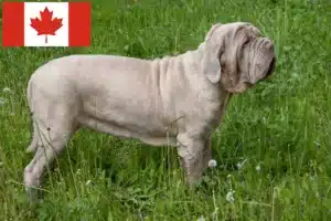 Lire la suite à propos de l’article Mastino Napoletano éleveurs et chiots au Canada