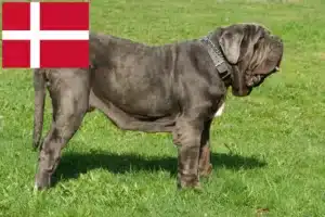 Lire la suite à propos de l’article Mastino Napoletano éleveurs et chiots au Danemark