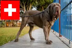 Lire la suite à propos de l’article Mastino Napoletano éleveurs et chiots en Suisse