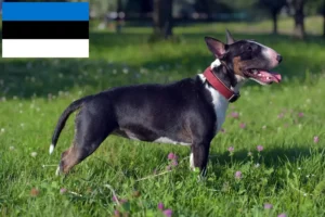 Lire la suite à propos de l’article Éleveurs de Miniature Bull Terrier et chiots en Estonie