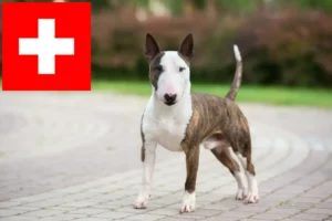 Lire la suite à propos de l’article Éleveurs de Miniature Bull Terrier et chiots en Suisse