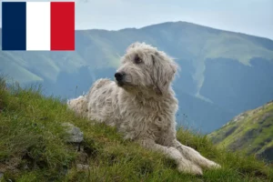 Lire la suite à propos de l’article Mioritic Éleveurs et chiots en France