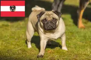 Lire la suite à propos de l’article Éleveurs de balais à frange et chiots en Autriche