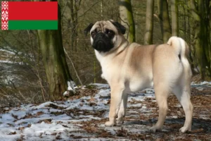 Lire la suite à propos de l’article Éleveurs de balais à frange et chiots en Biélorussie