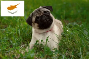 Lire la suite à propos de l’article Éleveurs de balais à frange et chiots à Chypre
