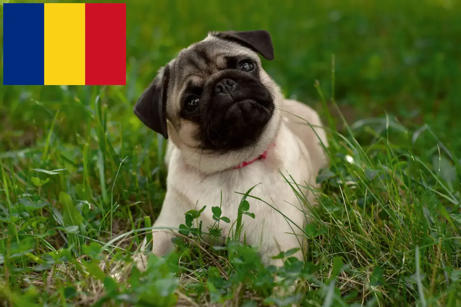 Mops chiots et éleveurs Roumanie Ici tu peux trouver des éleveurs de carlins en Roumanie.