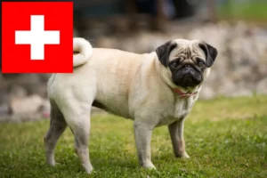 Lire la suite à propos de l’article Éleveurs de balais à frange et chiots en Suisse