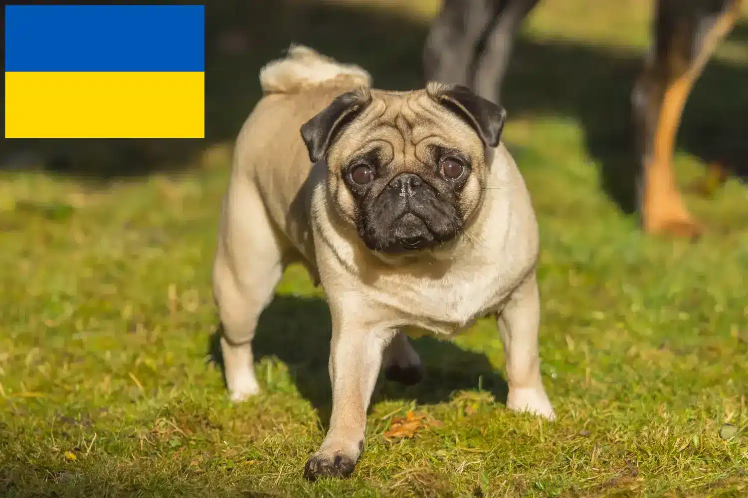 Mops chiots et éleveurs Ukraine Ici, tu peux trouver des éleveurs de carlins en Ukraine.