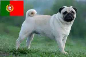Lire la suite à propos de l’article Éleveurs de balais à frange et chiots au Portugal
