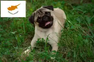 Lire la suite à propos de l’article Éleveurs de balais à frange et chiots à Chypre