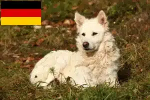 Lire la suite à propos de l’article Éleveurs de Mudi et chiots en Allemagne