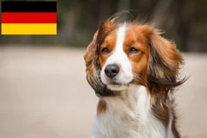 Lire la suite à propos de l’article Nederlandse Kooikerhondje éleveurs et chiots en France
