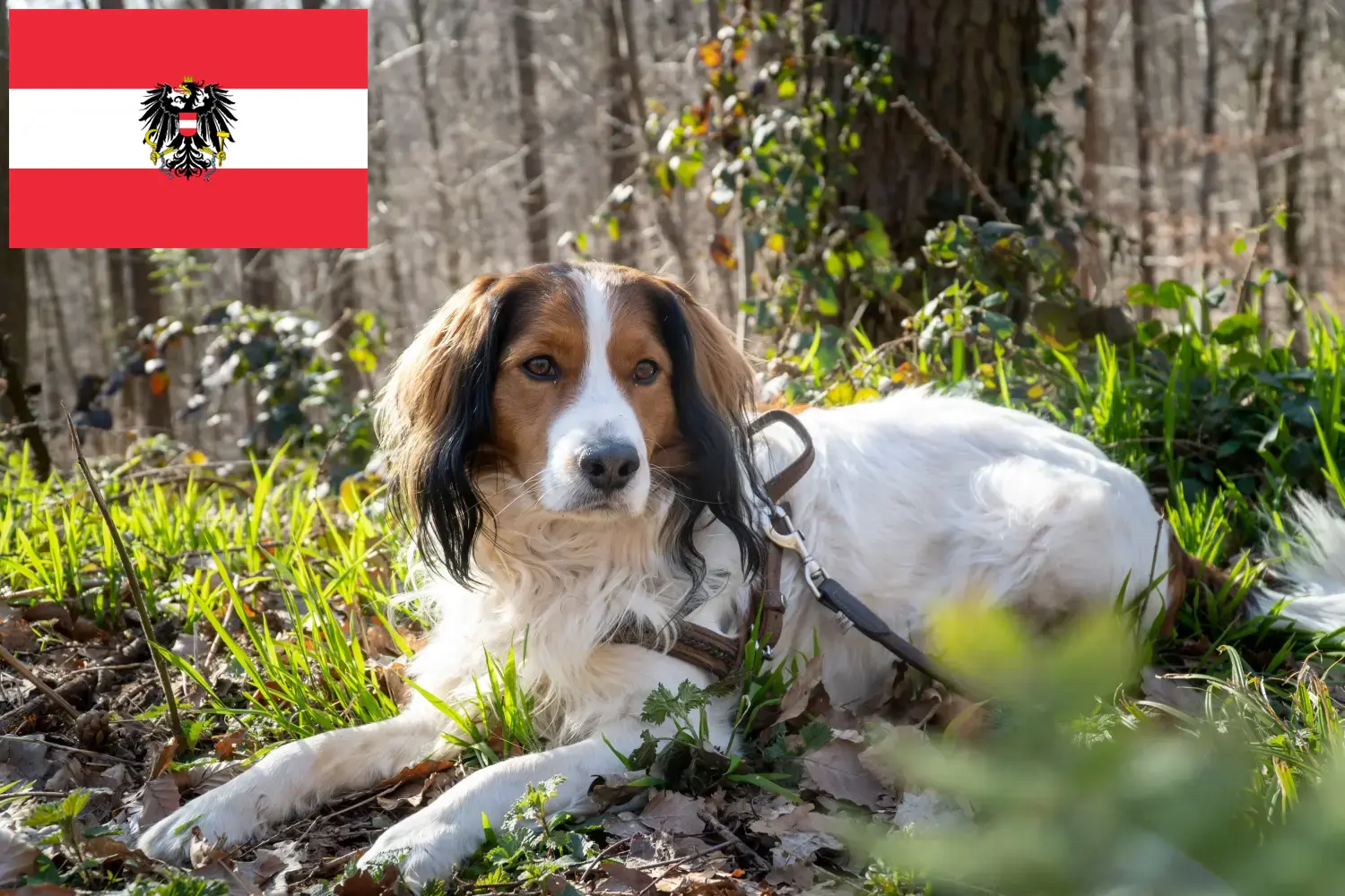 Nederlandse Kooikerhondje chiots et éleveurs Autriche Ici vous trouverez les éleveurs de Nederlandse Kooikerhondje en Autriche.