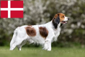 Lire la suite à propos de l’article Nederlandse Kooikerhondje éleveurs et chiots au Danemark