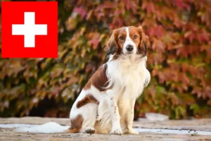 Lire la suite à propos de l’article Nederlandse Kooikerhondje éleveurs et chiots en Suisse