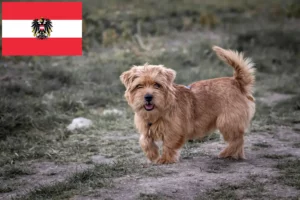 Lire la suite à propos de l’article Norfolk Terrier éleveurs et chiots en Autriche