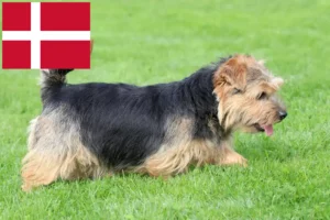 Lire la suite à propos de l’article Norfolk Terrier éleveurs et chiots au Danemark