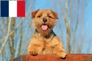 Lire la suite à propos de l’article Eleveurs de Norfolk Terriers et chiots en France