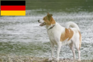 Lire la suite à propos de l’article Norrbottenspitz Éleveurs et chiots en Allemagne