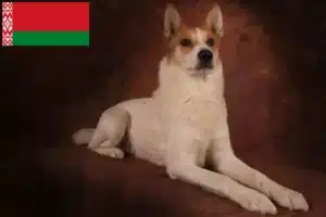 Lire la suite à propos de l’article Norrbottenspitz Éleveurs et chiots en Biélorussie