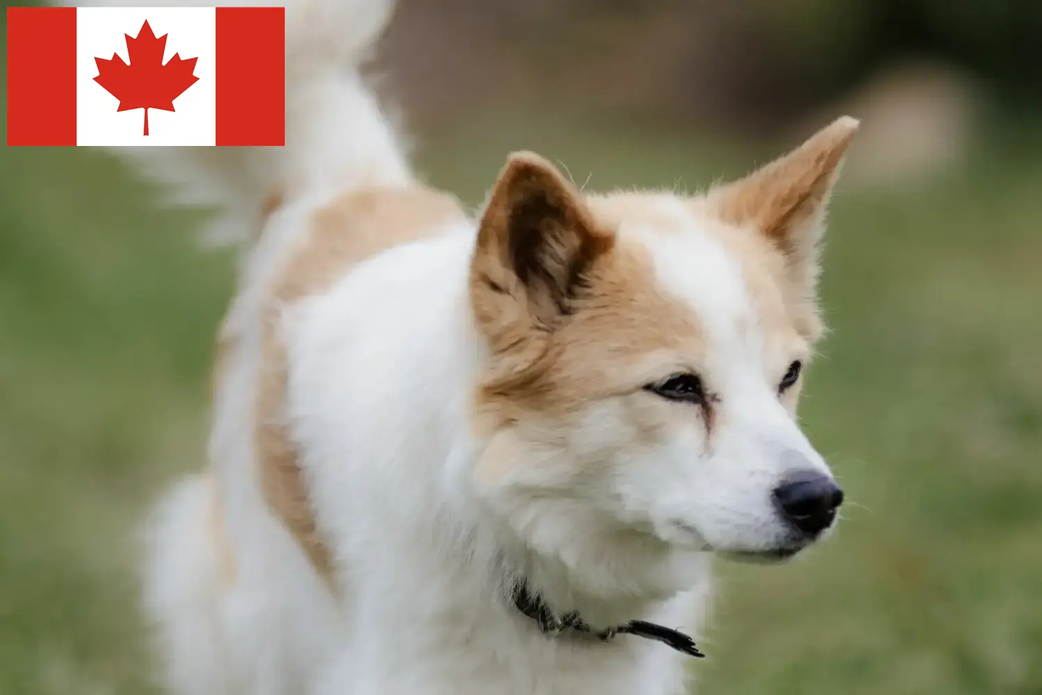 Norrbottenspitz chiots et éleveurs Canada Ici tu trouves des éleveurs de pointes de Norrbotten au Canada.
