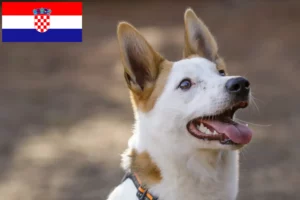 Lire la suite à propos de l’article Norrbottenspitz Éleveurs et chiots en Croatie