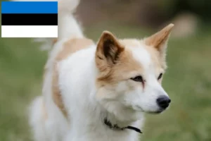 Lire la suite à propos de l’article Norrbottenspitz Éleveurs et chiots en Estonie