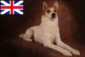 Lire la suite à propos de l’article Norrbottenspitz Éleveurs et chiots en Grande-Bretagne