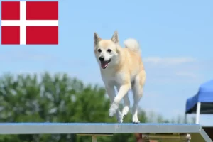 Lire la suite à propos de l’article Éleveurs de Buhunds norvégiens et chiots au Danemark