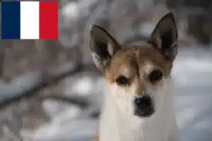 Lire la suite à propos de l’article Éleveurs de Lundehunds norvégiens et chiots en France