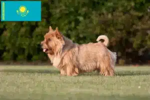 Lire la suite à propos de l’article Norwich Terrier éleveurs et chiots au Kazakhstan