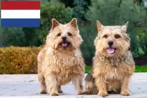 Lire la suite à propos de l’article Eleveurs de Norwich Terrier et chiots aux Pays-Bas