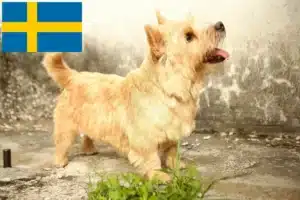 Lire la suite à propos de l’article Norwich Terrier éleveurs et chiots en Suède