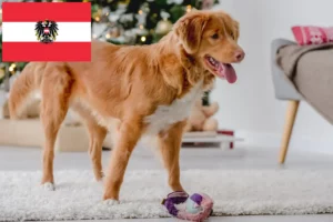 Lire la suite à propos de l’article Nova Scotia Duck Tolling Retriever éleveurs et chiots en Autriche