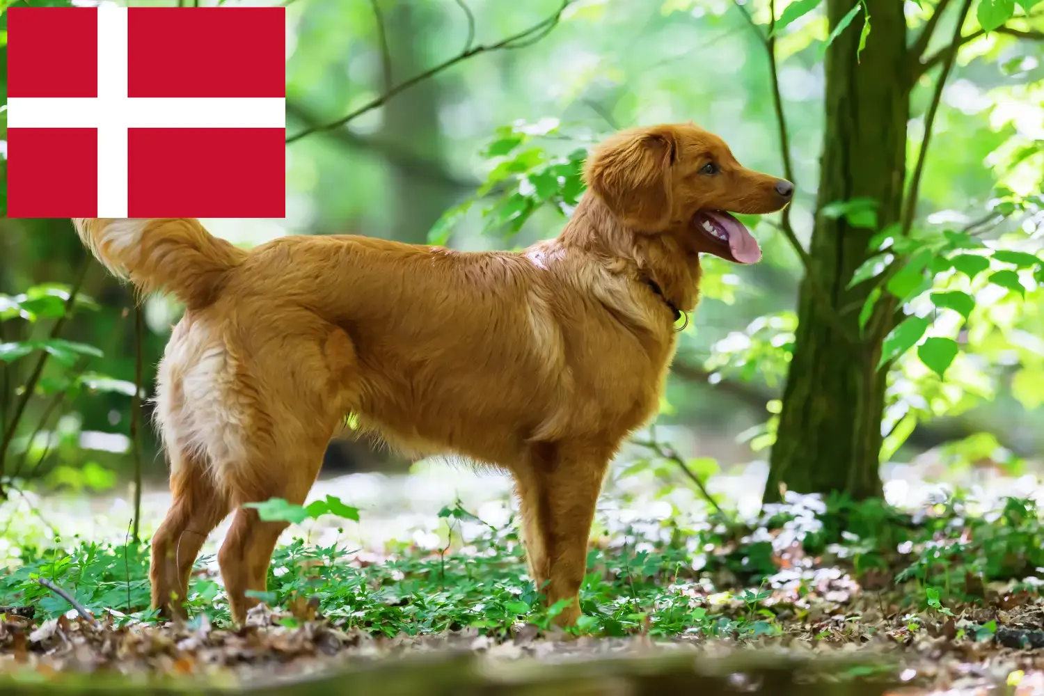 Nova Scotia Duck Tolling Retriever chiots et éleveurs Danemark Ici vous trouverez les éleveurs de Nova Scotia Duck Tolling Retriever en Danemark.