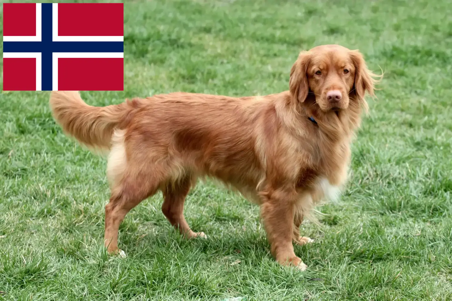 Nova Scotia Duck Tolling Retriever chiots et éleveurs Norvège Ici vous trouverez les éleveurs de Nova Scotia Duck Tolling Retriever en Norvège.